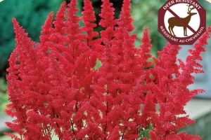 Astilbe 'Fanal' 